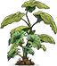黄瓜植株