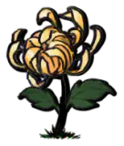 金色菊花