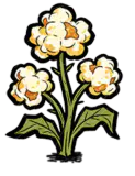 爆米花