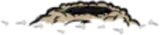 兔蟹洞