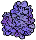 薰衣草