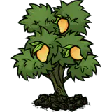 芒果树丛异种