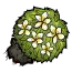 鸡蛋花灌木