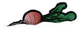 水萝卜
