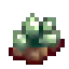 透闪石