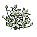 韭菜花 韭菜花