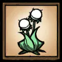 荧光花