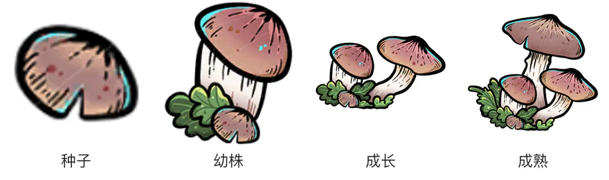 平菇生长阶段 平菇生长阶段