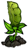 大豆植株