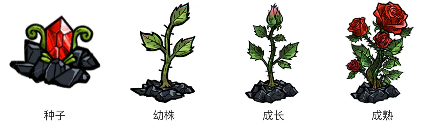 玫瑰生长阶段 玫瑰生长阶段