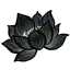 黑莲花