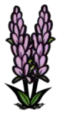 粉色薰衣草