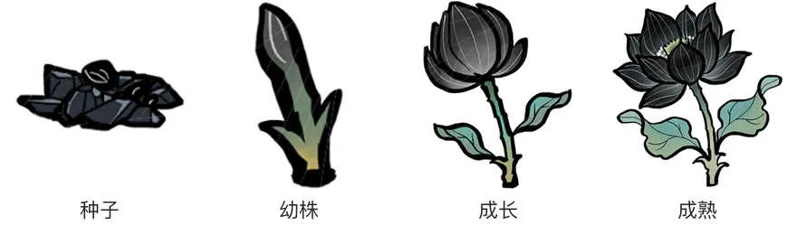 黑莲生长阶段 黑莲生长阶段