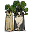 双猫盆栽