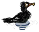 鸬鹚