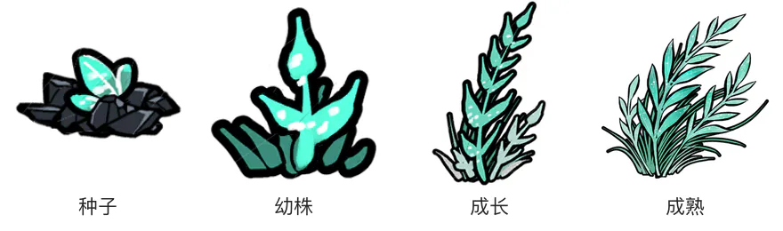瑶光草生长阶段 瑶光草生长阶段