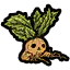曼德拉草盆栽