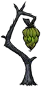 洞穴香蕉树
