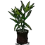 竹节盆栽