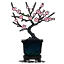 暗蓝桃花盆栽