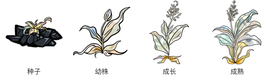 离地草生长阶段 离地草生长阶段