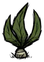 曼德拉草