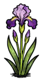鸢尾花