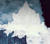 月之癌