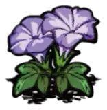 紫色牵牛花