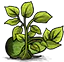 冬瓜植株