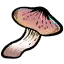 平菇