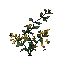 金银花丛