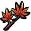 秋枫树苗 秋枫树苗