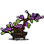 紫珠花盆栽