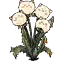 蒲公英猫植株
