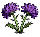 紫蓟花
