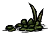 杂草