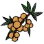 桂圆