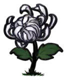 银色菊花