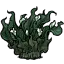 蹄莲花丛