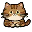 大橘猫