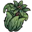 玫瑰植株 玫瑰植株