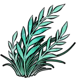 瑶光草