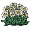 小雏菊 小雏菊