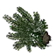 红豆杉植株